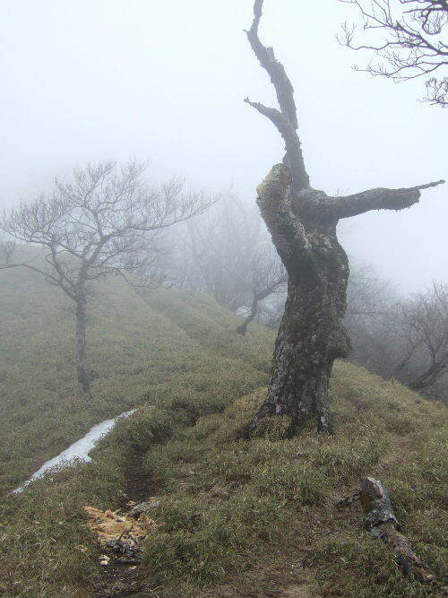 2008_0413miyanasansou0146s.JPG