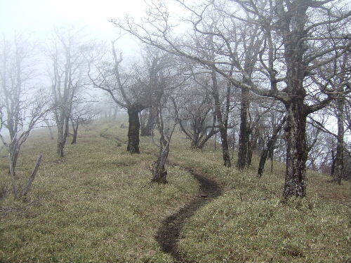 2008_0413miyanasansou0149s.JPG