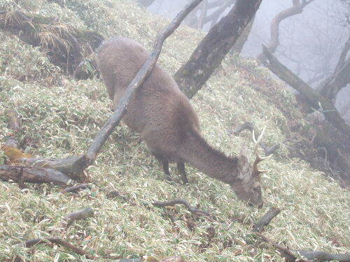 2008_0413miyanasansou0240s.JPG
