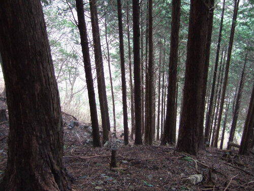 2008_0413miyanasansou0260s.JPG